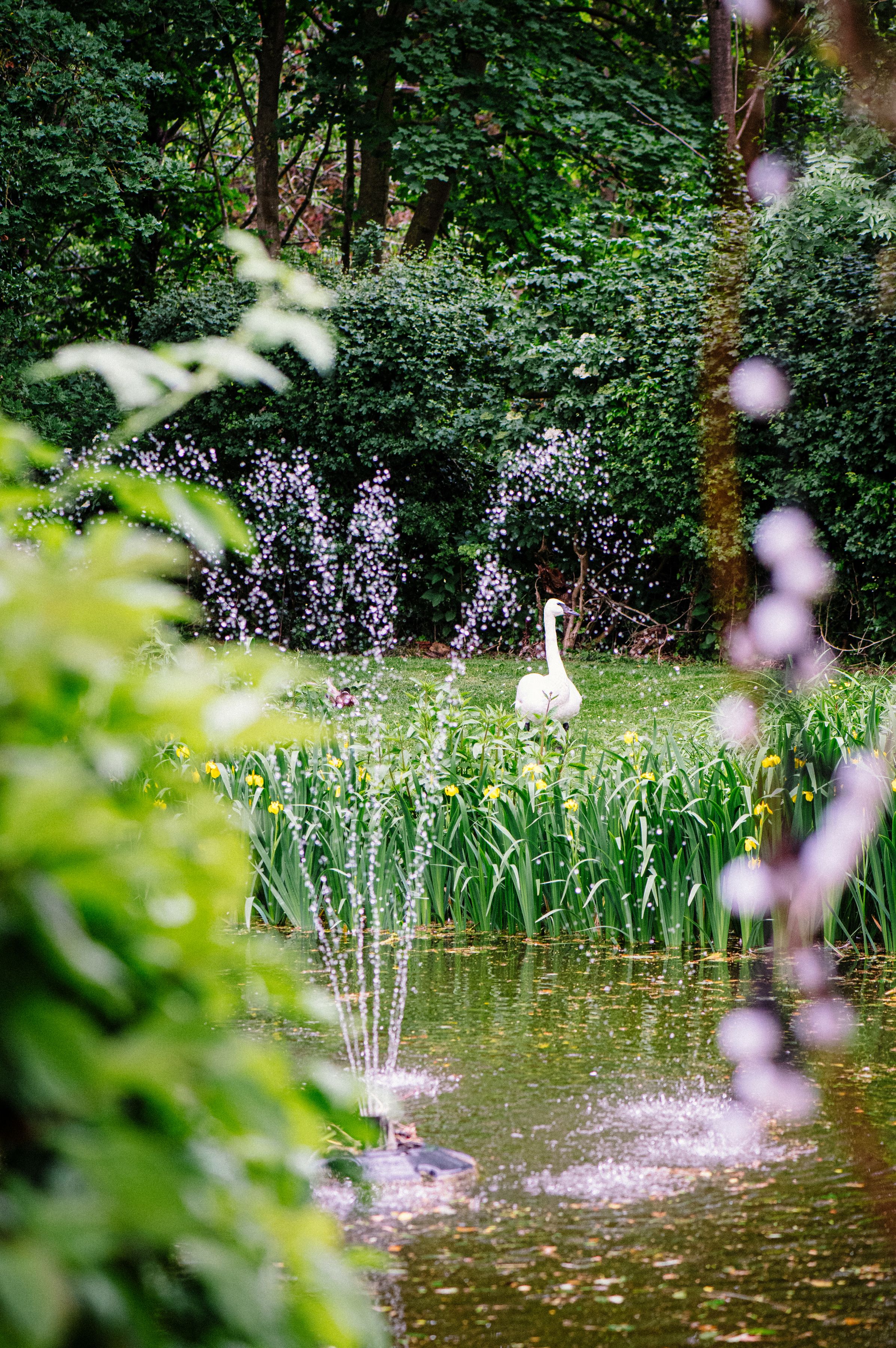 A white swan on the mill pond among reeds and wildflowers at Sheene Mill in Cambridgeshire